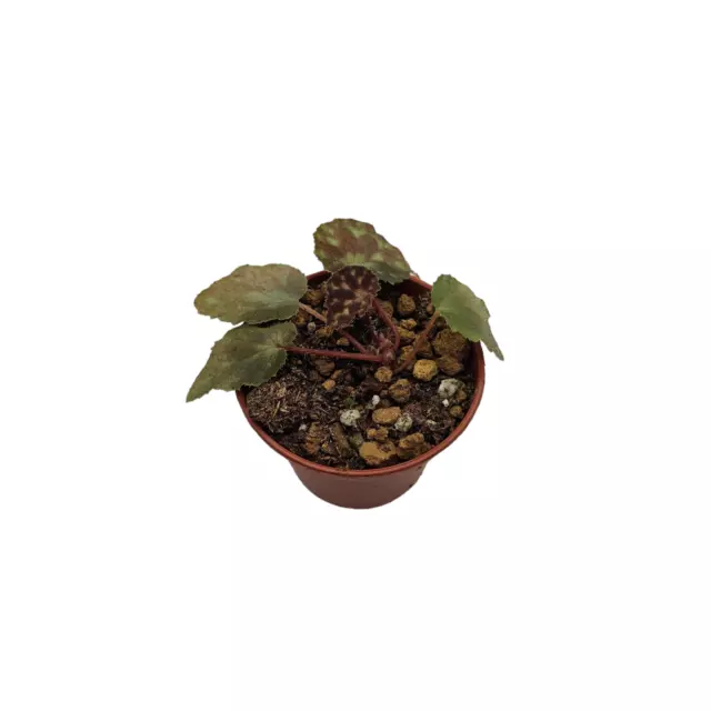 Begonia luzhaiensis - Rare Begonia - Terrarium / House Plant
