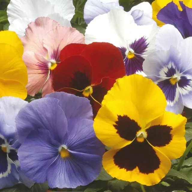 100 Pansy Winter Flowering Hiemalis Mix Seeds - 100 Mixed Colour Seeds