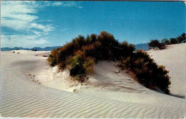 Postcard NATURE SCENE Between Las Cruces & Alamogordo New Mexico NM AO8621