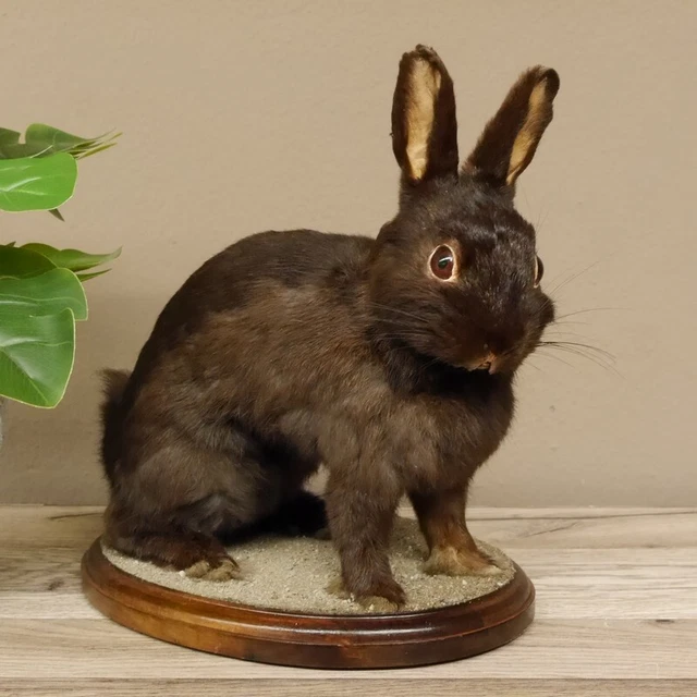 Conejo Sentada Negro Conejito Preparado para Animales Taxidermy