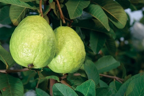 White Guavas Tropical Fruit Trees