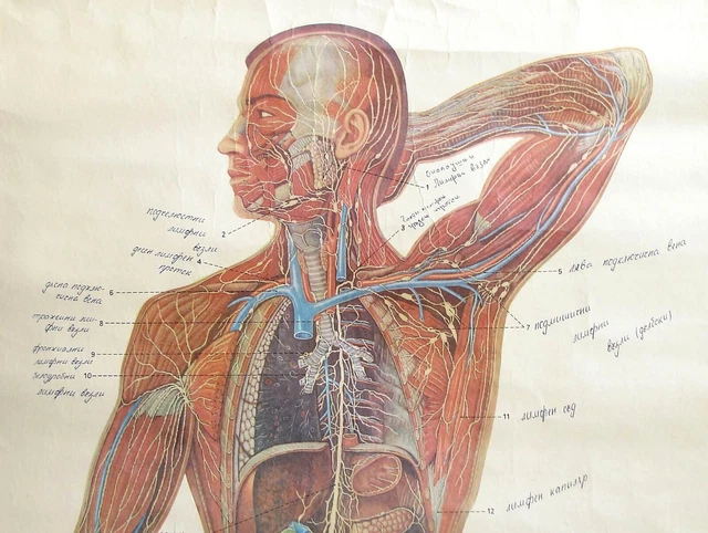 VINTAGE FULL BODY Lymphatic System Educational Pull Down Wall Chart ...