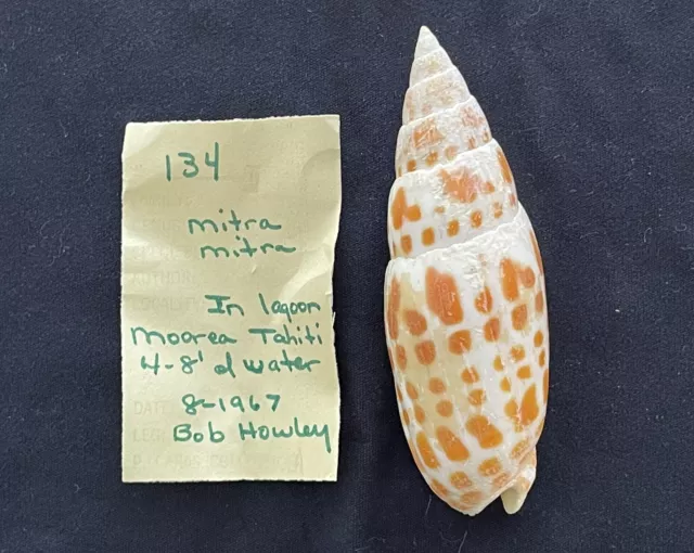 Mitra Shell - Found In Tahiti, 1967 - 76mm