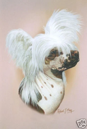 Robert J. May Head Study - Chinese Crested (RMDH043)