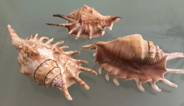 3 x 10-13cm Spider Conch Sea Shells Air Plant natural beach aquarium fish tank