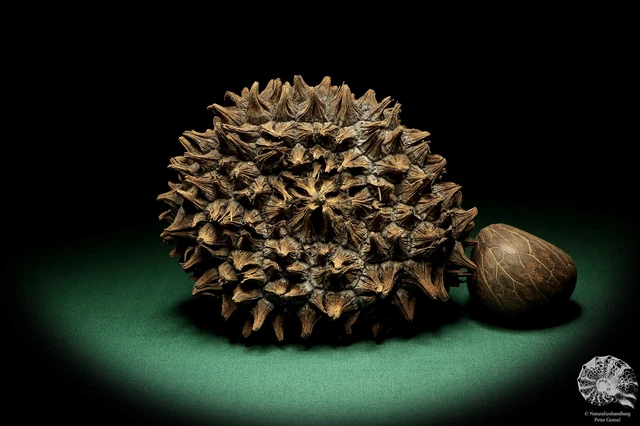 Phytelephas macrocarpa Sudamérica palma reciente frutos secos fruta seca decoración