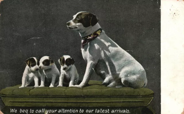 Postal Vintage 1909 Le pedimos que llame su atención sobre nuestros últimos perros llegados
