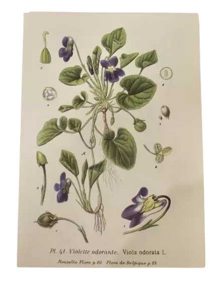 PLANCHE ANCIENNE BOTANIQUE art print illustration Flore p41 Violette  Odorante EUR 9,90 - PicClick FR