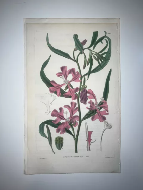 Curtis Botanical Early 19th Century H/C Engraving 1st Ed Beautiful Clarkia 2918