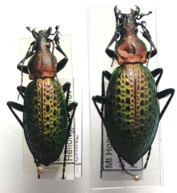 couple Carabus Coptolabrus smaragdinus ssp tschillensis Chine mont Hongqi