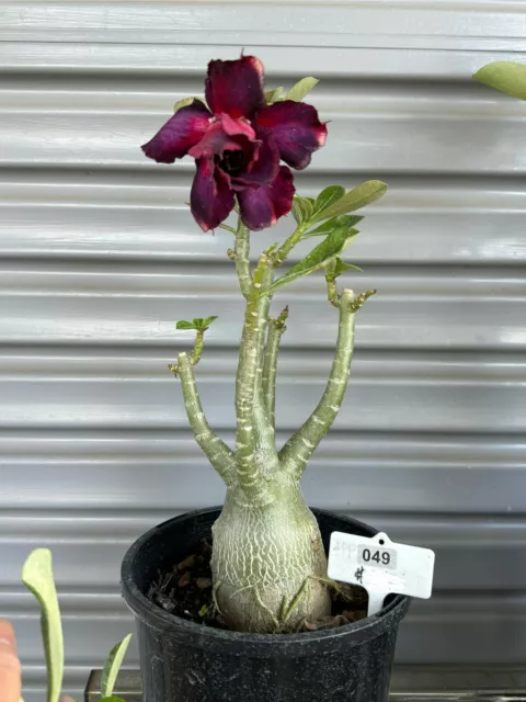 #49 Desert Rose Plants - Double Purple  Seed Grown