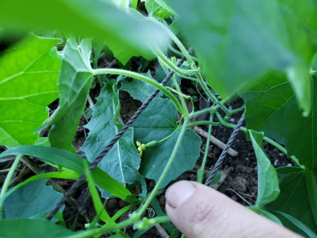 Cucamelon - Melón ratón mexicano (melothria scabra), 10 semillas + ¡envío combinado! 2