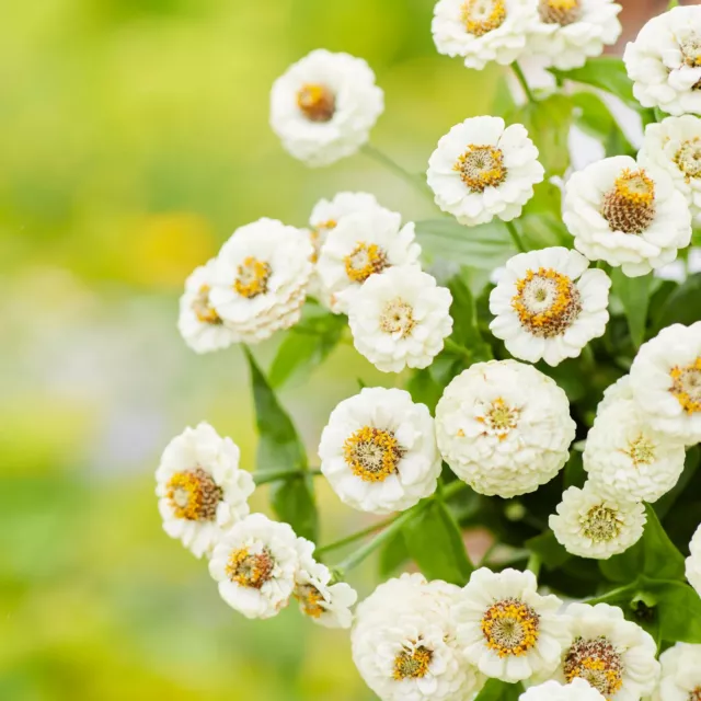 ZINNIA Lilliput White 100 seeds Cottage flower garden EASY GROW