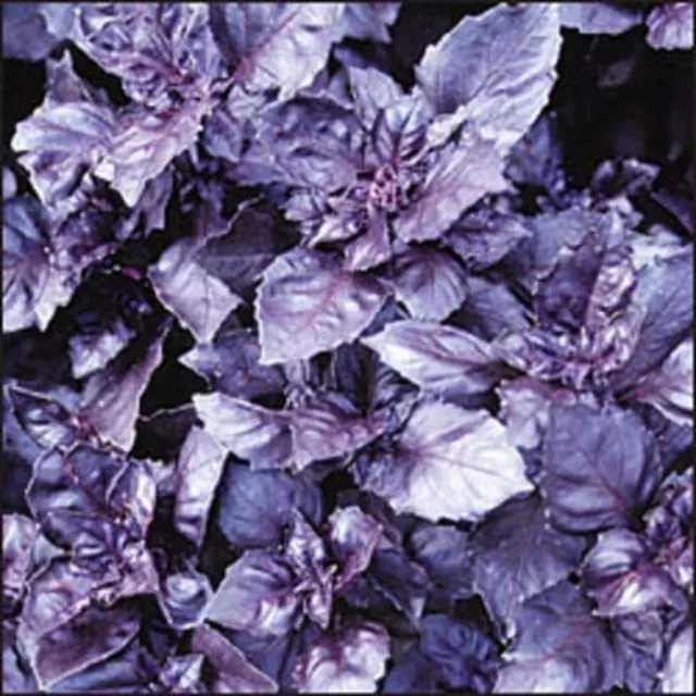 500 DARK OPAL BASIL (Purple Ruffles) Ocimum Basilicum Herb Flower Seeds