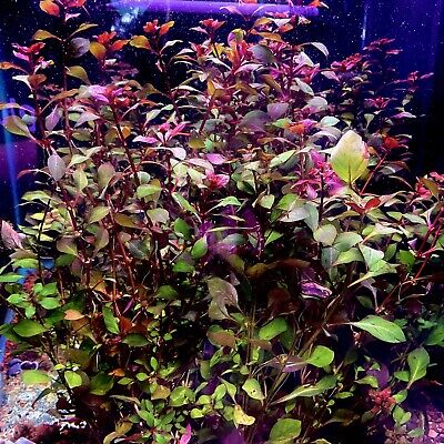 Super Red Mini Ludwigia BUY 2 GET 1 FREE Bunch (4-5 Stems) Aquarium Plants