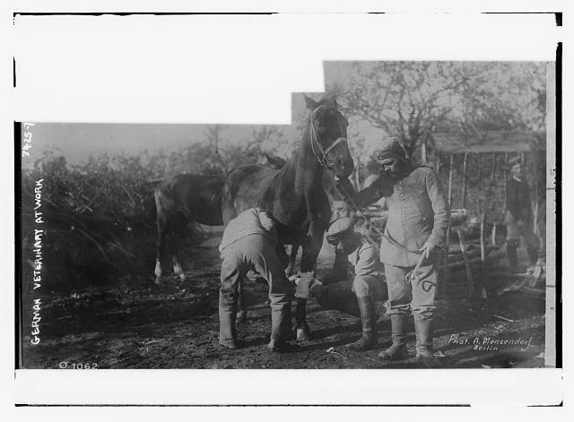 A GERMAN VETERINARY With A Horse During World War I c1900 Old Photo EUR