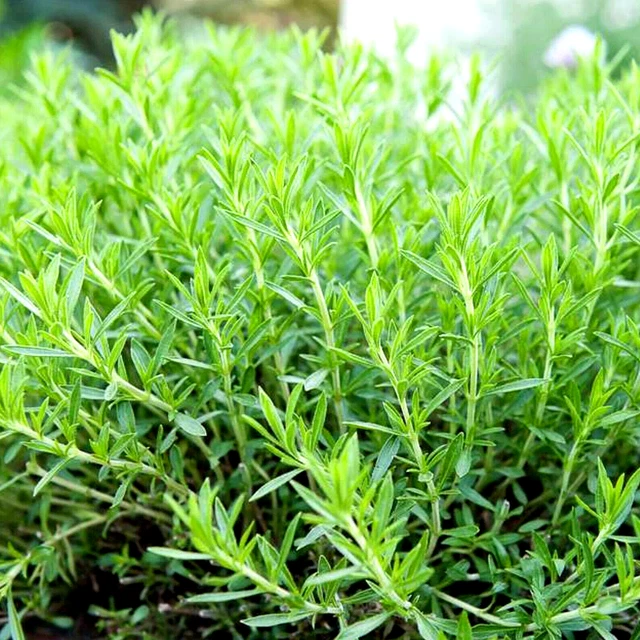 2000+ Tarragon Seeds Spring Perennial Herb Flower Garden Anise Non-Gmo Heirloom