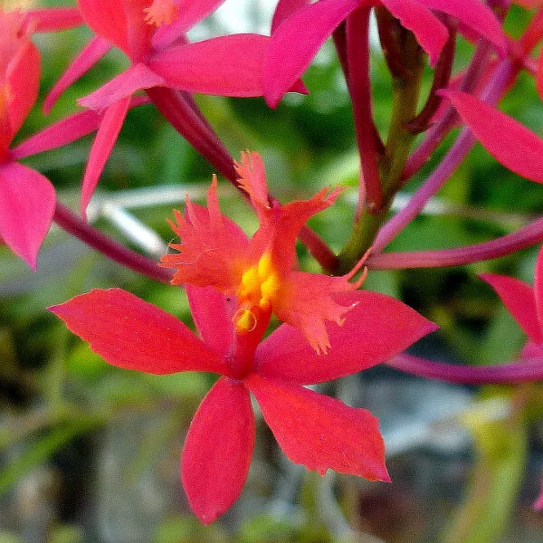 EPIDENDRUM Radicans CRUCIFIX ORCHID - CRIMSON RED - 10-50 STEMS!!