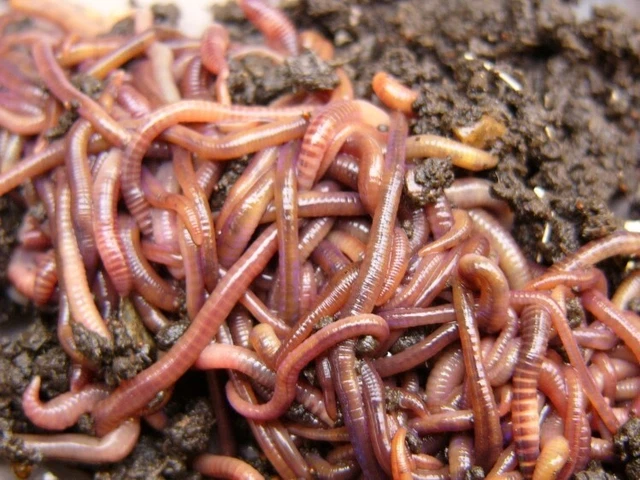 Lombrics pour Lombricomposteur - Eisenia Foetida - Red Wiggles