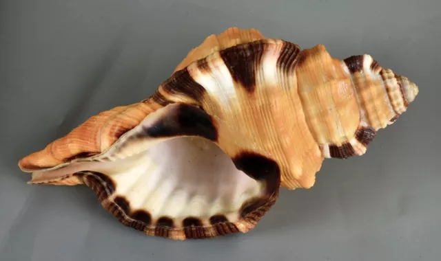 Conchiglie-Cymatium grandimaculatum 112.5 mm .  seashell  Filippine