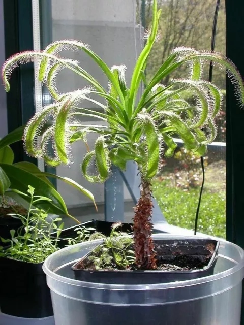 Drosera Capensis Riesenform - Fleischvorende Pflanze, 10 Samen