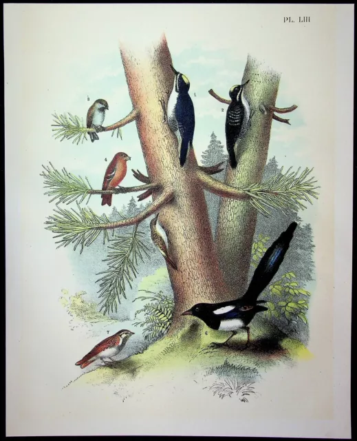 Birds Of North America Jacob Studer Original 1903 Print Plate LIII Woodpecker