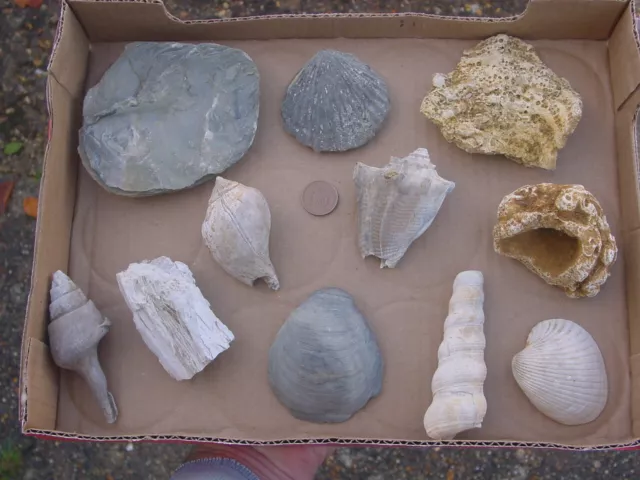A collection of 11 Different FOSSILS from England
