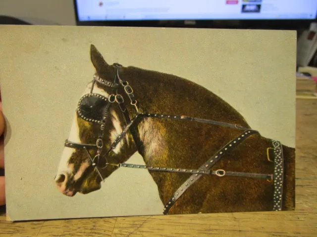 Vintage Old ANIMAL PET Postcard Blindfolded Horse Blinders Bridle Straps Studded