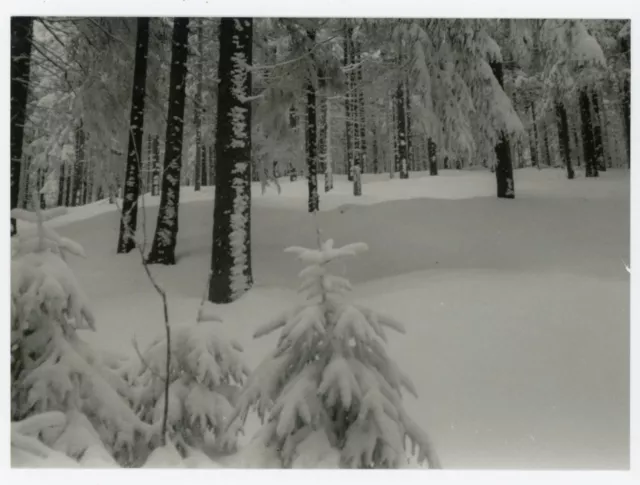 PHOTO photography - SNOW winter forest coat white tree tree coniferous pine tree