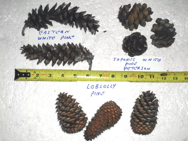 10 Species Of Evergreen Cones For Botanical Study / Collections