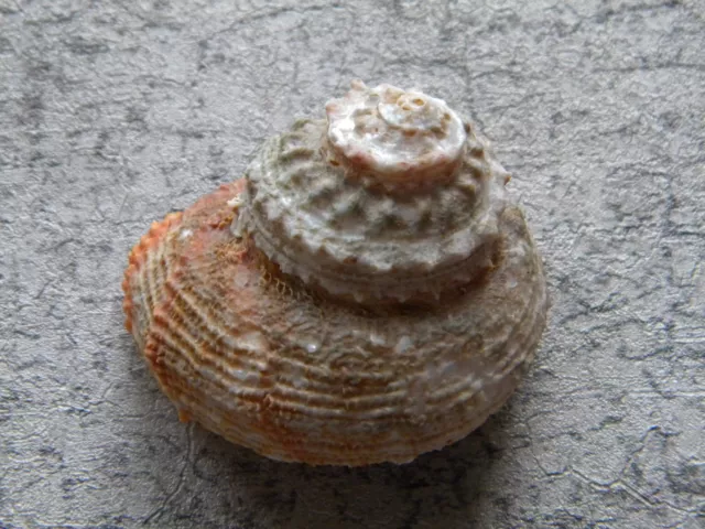 Sea Shells Bolma rugosa / Orange-mouthed Star 55mm ID#3658B