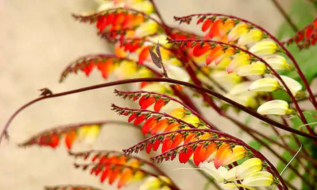 Ipomoea lobata (Mina lobata, Firecracker) x 20 seeds. Vine, great cut flowers