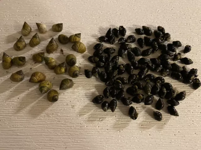 15 Periwinkle + 50 Nassarius Live Saltwater Snails Fish Tank Aquarium Filter