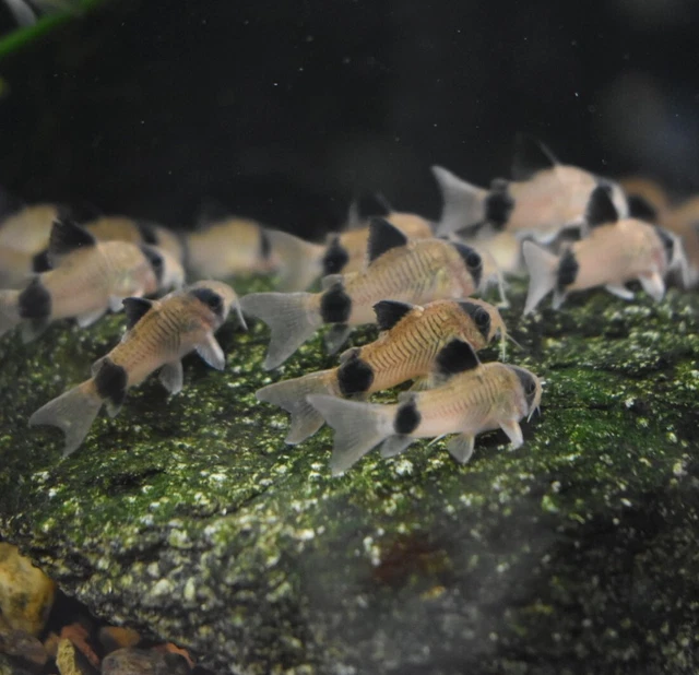 Live 1" Panda Corydora Catfish (Pack of 3 Aquarium Fish) PLS READ DESCR 6