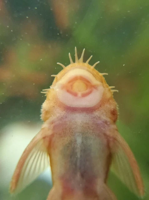 3"+ BREEDIND PAIR - SUPER RED Bristlenose Pleco | Ancistrus sp. | USA Tank Bred 3