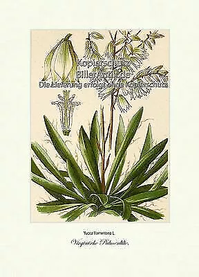 Virginische Palmenlilie Yucca filamentosa Agavengewächse Vilmorin A3 230