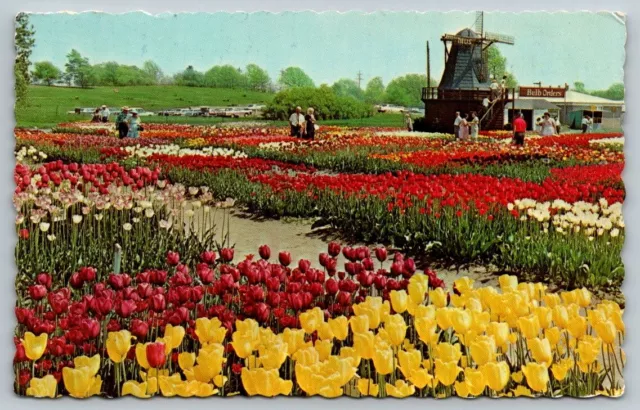 Holland, Michigan - Tulip Time - Postcard