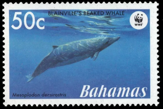 BAHAMAS 1208 - Blaineville's Beaked Whale "Mesoplodon densirostris" (pb10461)