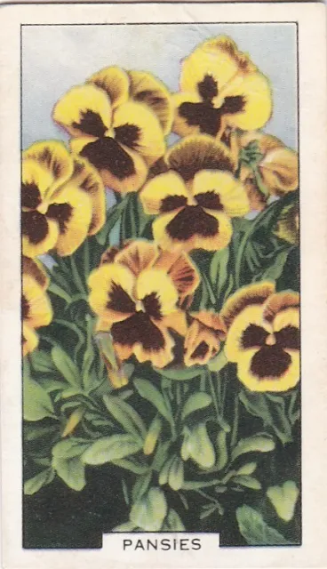 Gallaher Cigarette Card - Garden Flowers 1938 -  32 Pansies