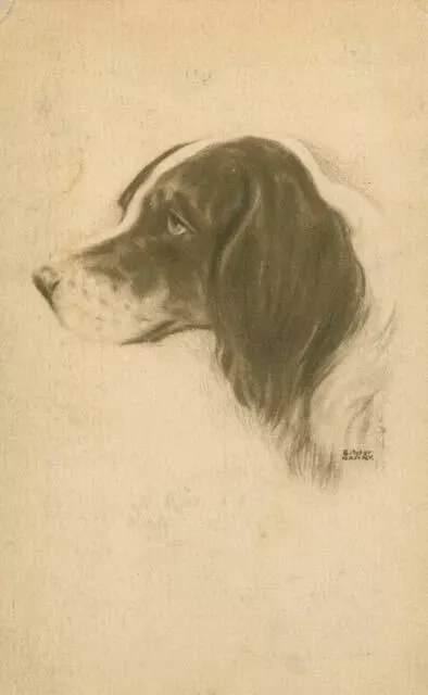 Unusual Old Postcard Irish Red & White Setter Dog Signed Portrait 1909