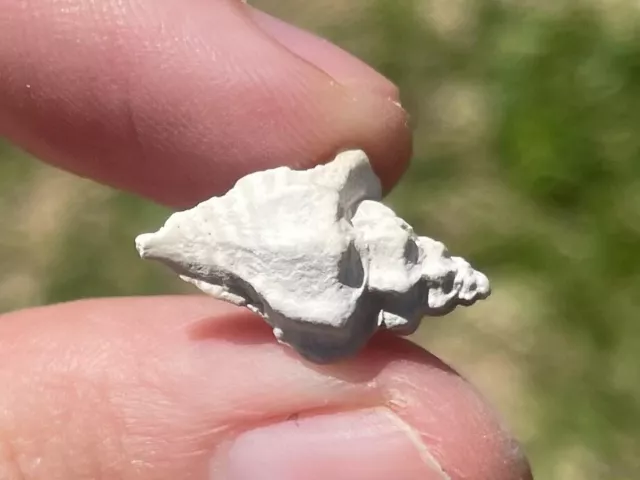 Florida Fossil Gastropod Eupleura sp. Pliocene Age Shell