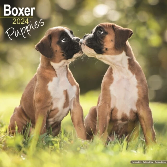 BOXER PUPPIES CALENDAR 2024 Square Dog Puppy Breed Wall Calendar 16