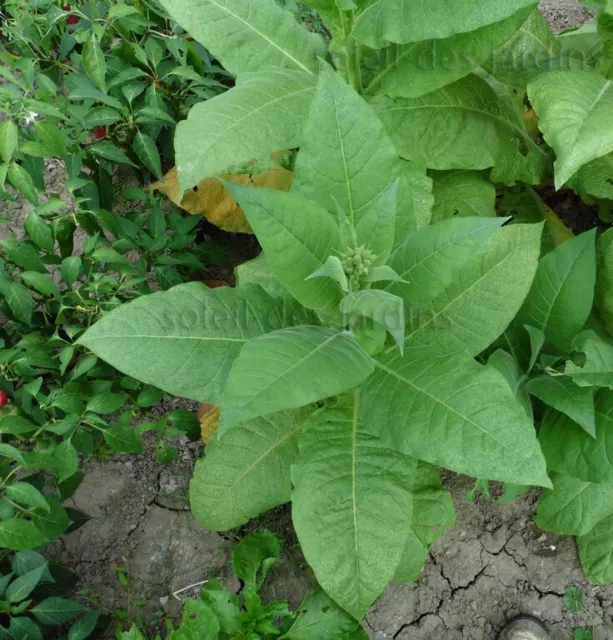 Lot de 5 variétés de tabac (BIO) (5000 graines)