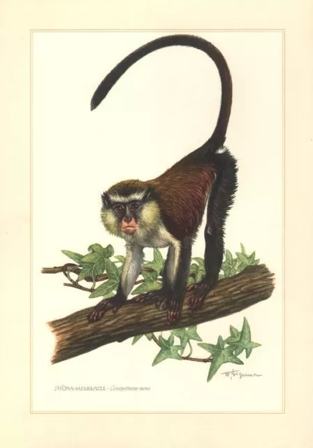 Monameerkatze  Cercopithecus mona Meerkatze Affe Primat Farbdruck 1958 Zoologie