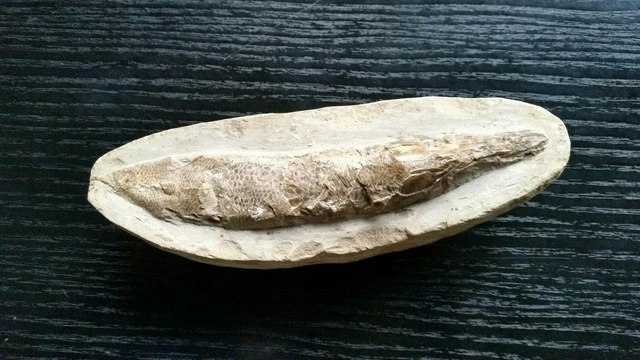 FOSSIL VERSTEINERUNG AUS Brasilien Fisch Klein aus Nachlass EUR 100,00 ...