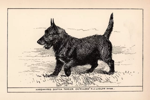 Antique Scottish Terrier Print 1912 Moore Ch Killdee Terrier Wall Art 4915d