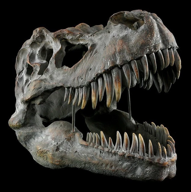 TÊTE DE MORT - Tyrannosaure Rex Petit - Crâne Squelette T-Rex Fossil