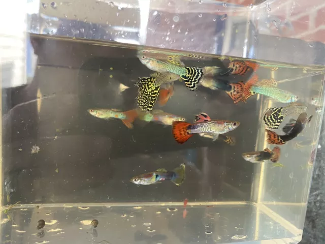 2 Fancy Guppy Breeding Trios (4 F, 2 M) Live Bearers Freshwater Aquarium Fish
