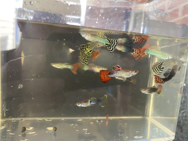 3 Fancy Guppy Males Live Bearers Freshwater Aquarium Fish