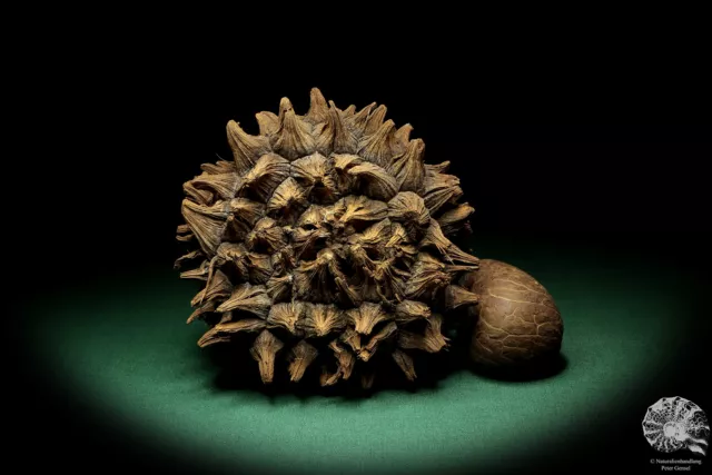 Phytelephas macrocarpa Sudamérica palma reciente frutos secos fruta seca decoración